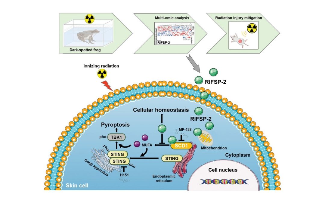 This natural frog remedy may revolutionize skin protection from radiation