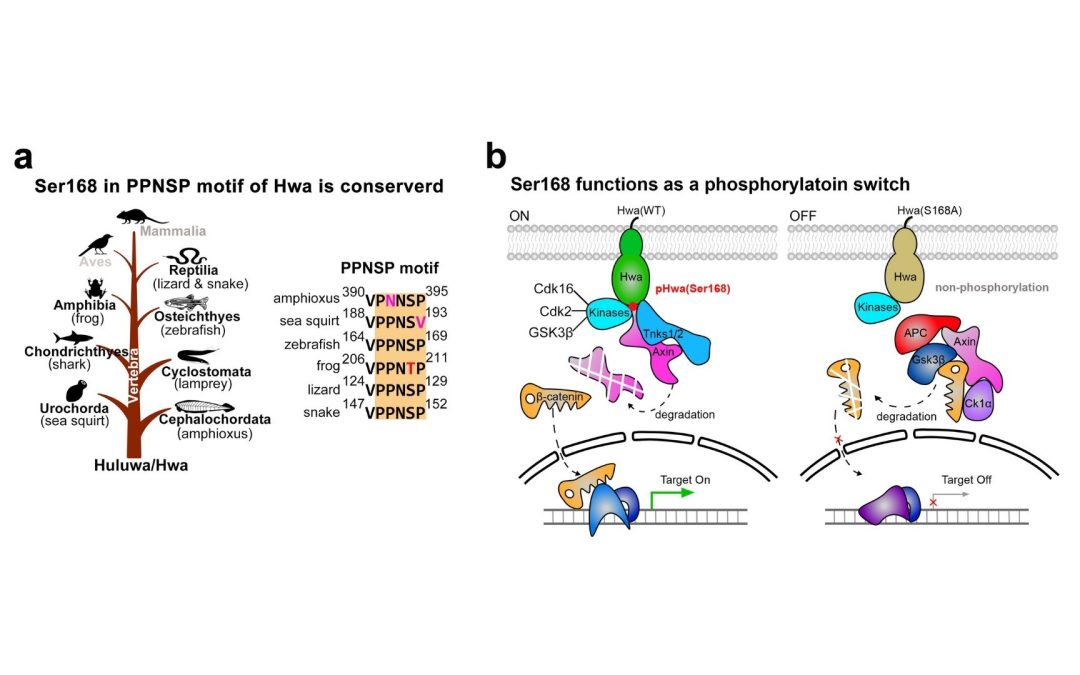The secret inside embryos that decides how bodies take shape