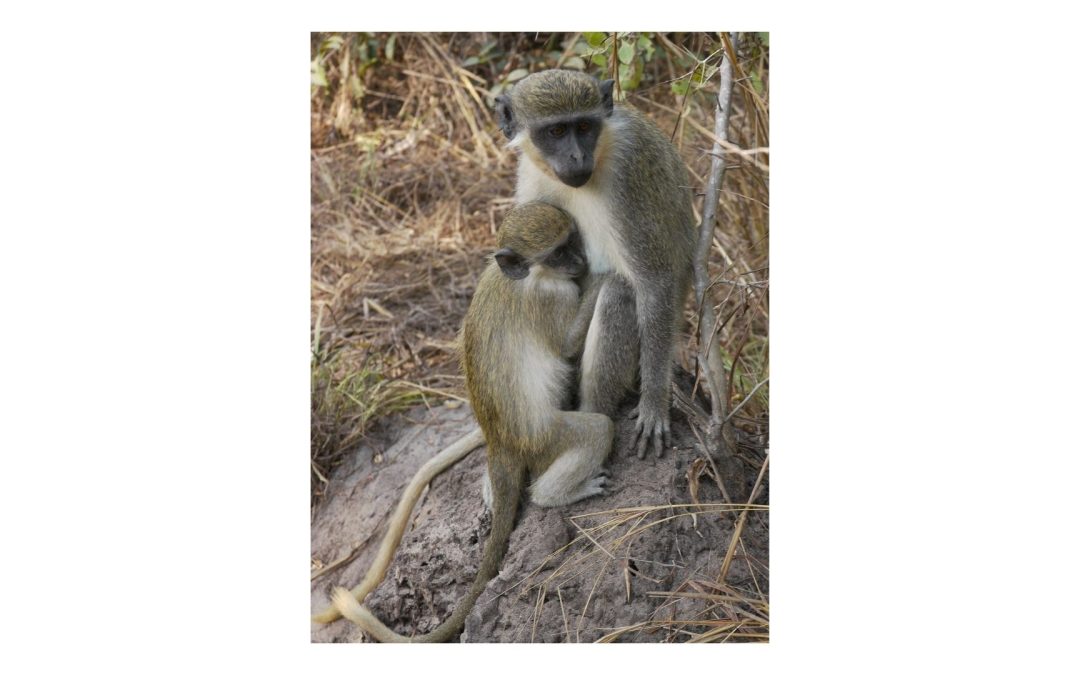 Matchmaking for Monkeys