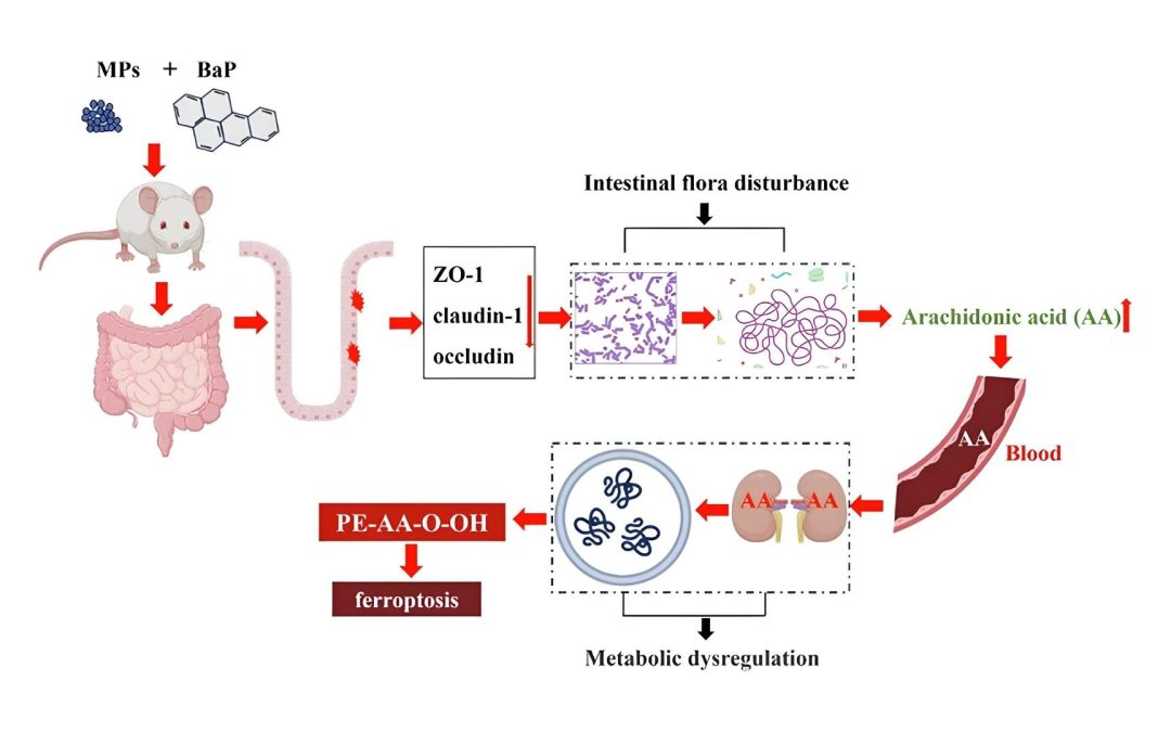 Everyday Plastics Trigger Dangerous Kidney Reactions