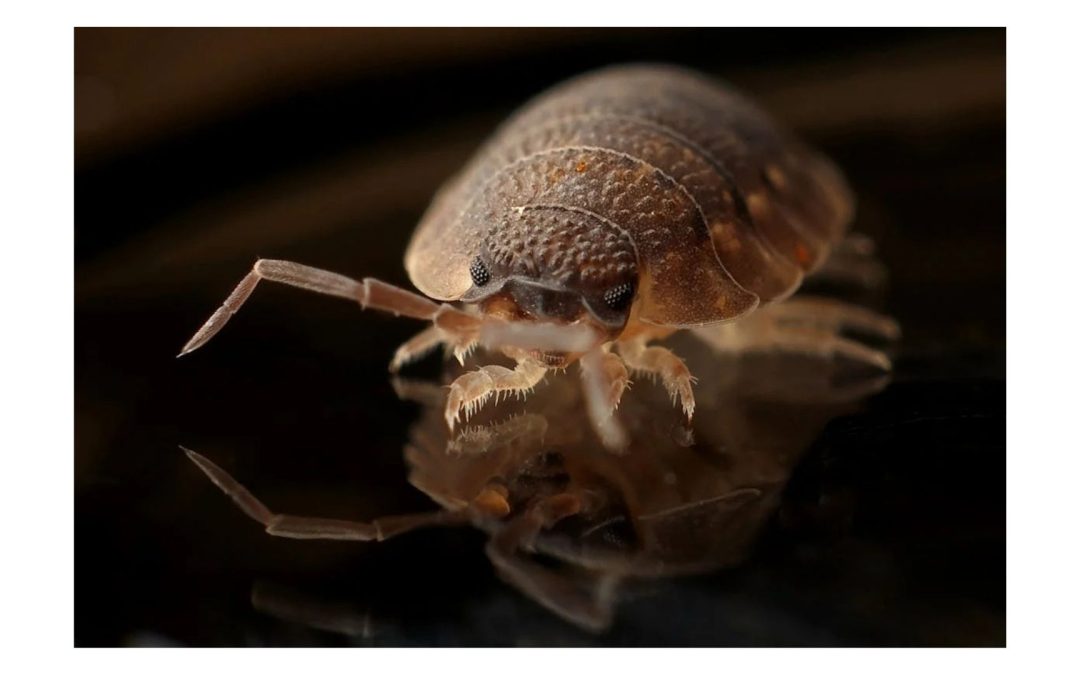 Bed Bugs Are Outsmarting Sprays and Science Just Found Out Why